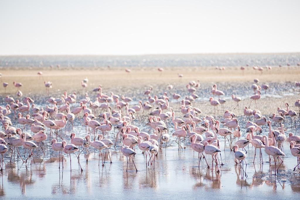 Flamingo Villas Boutique Hotel Walvis Bay Exterior photo