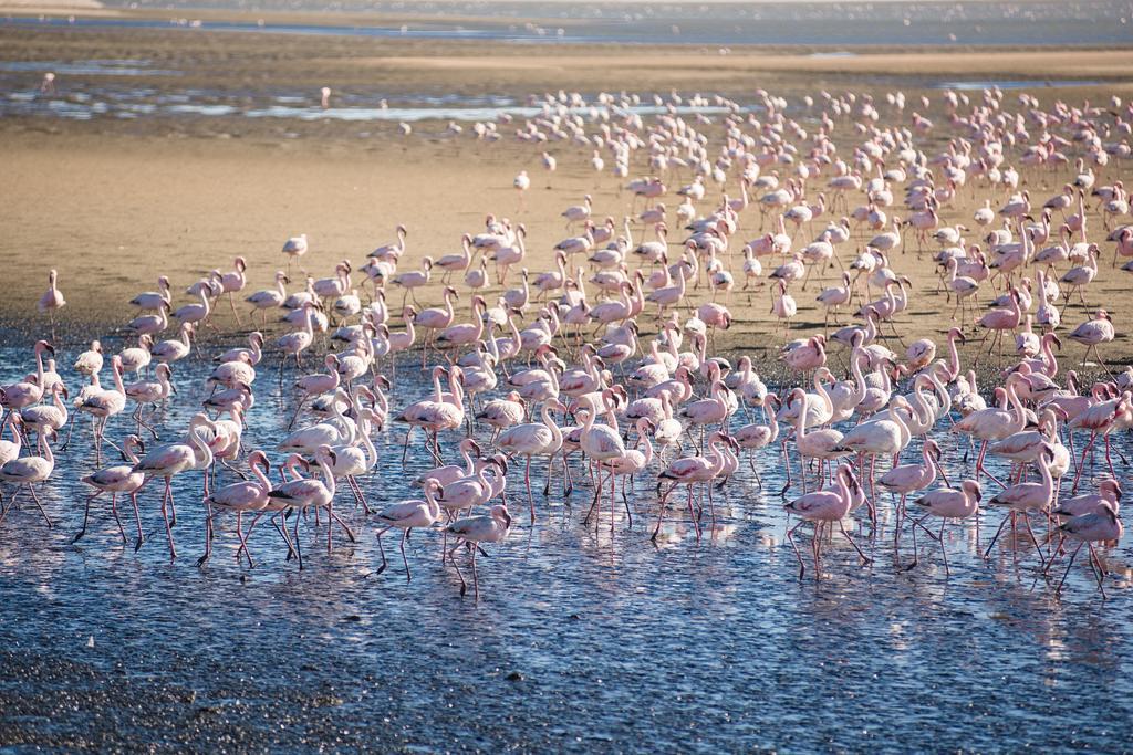 Flamingo Villas Boutique Hotel Walvis Bay Exterior photo