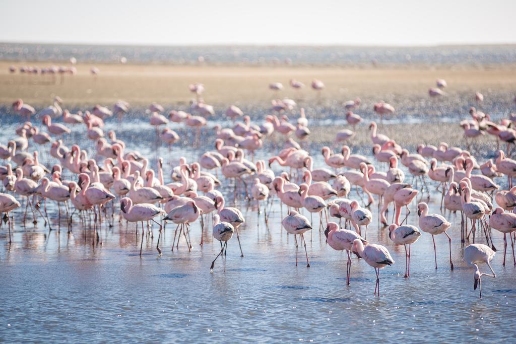 Flamingo Villas Boutique Hotel Walvis Bay Exterior photo